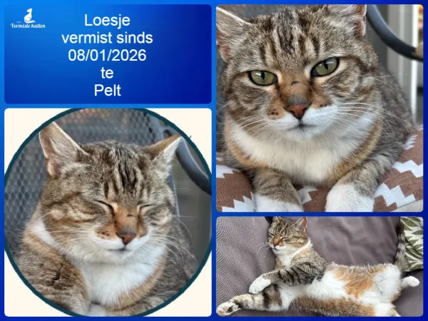 Loesje