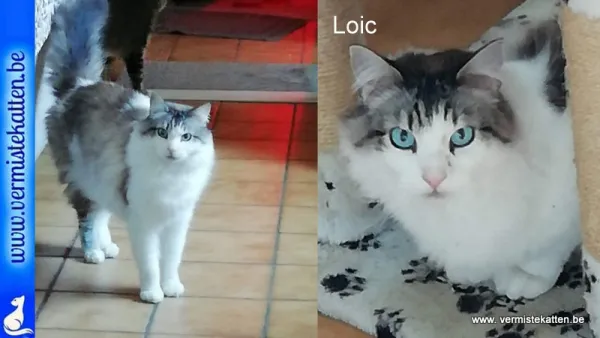Loic