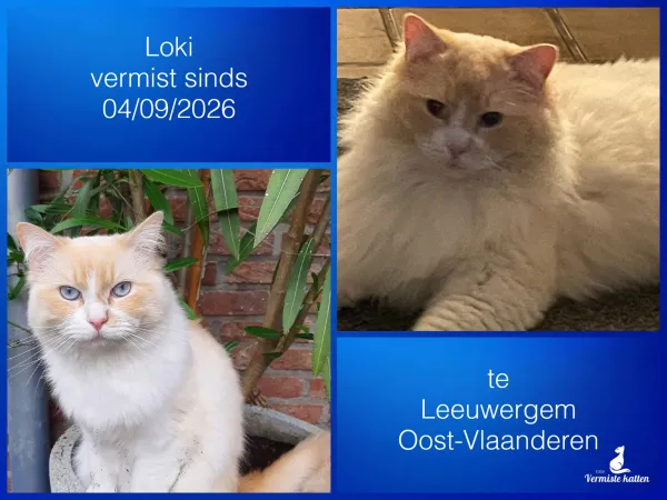 Loki