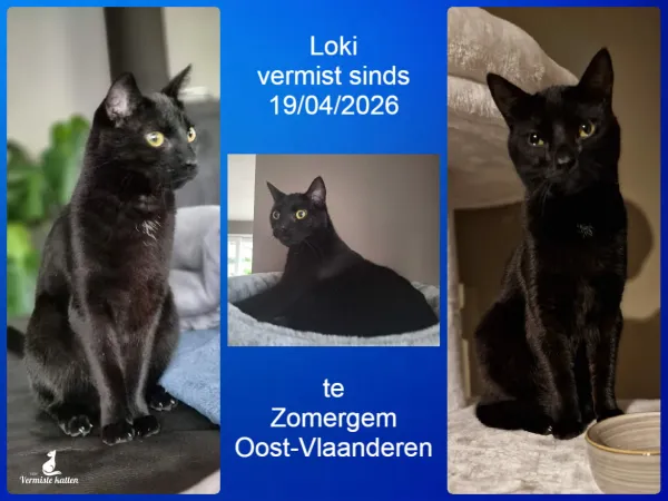 Loki