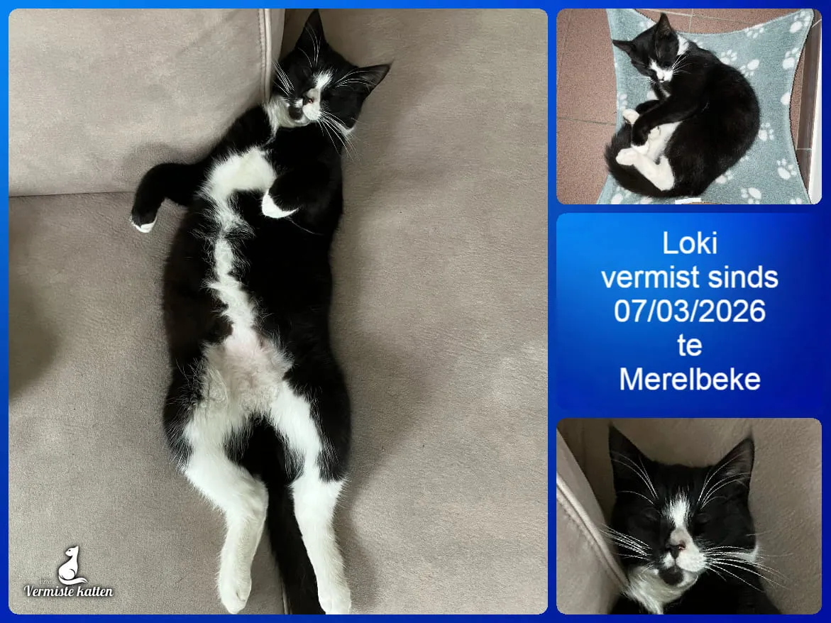 Loki