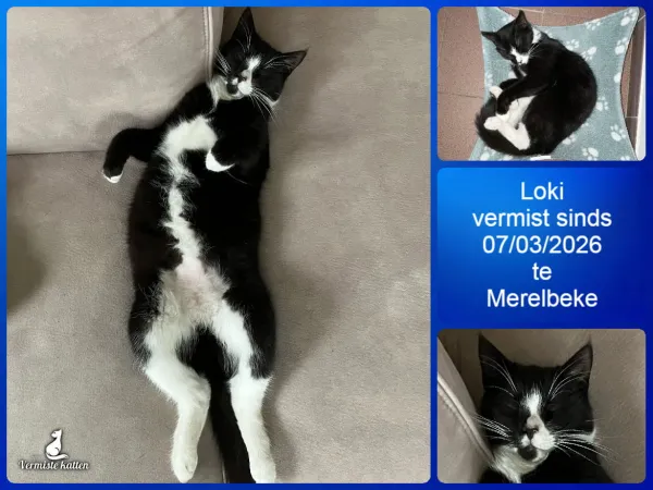 Loki