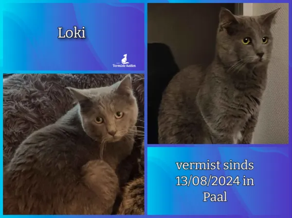 Loki