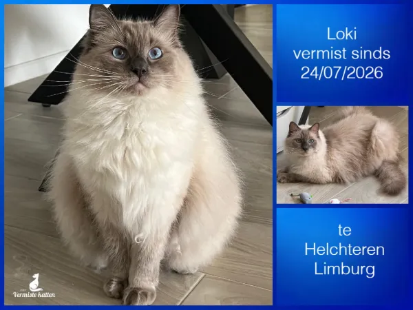 Loki