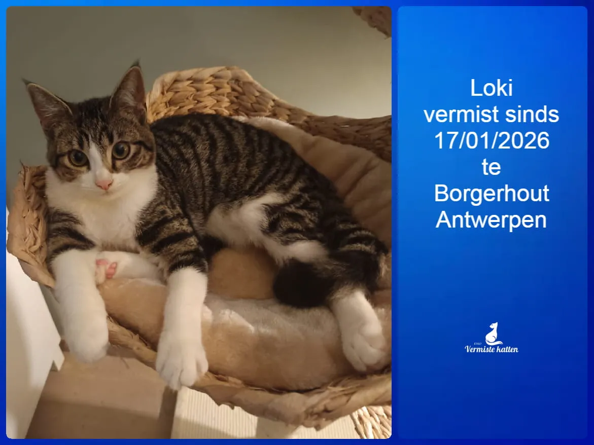 Loki