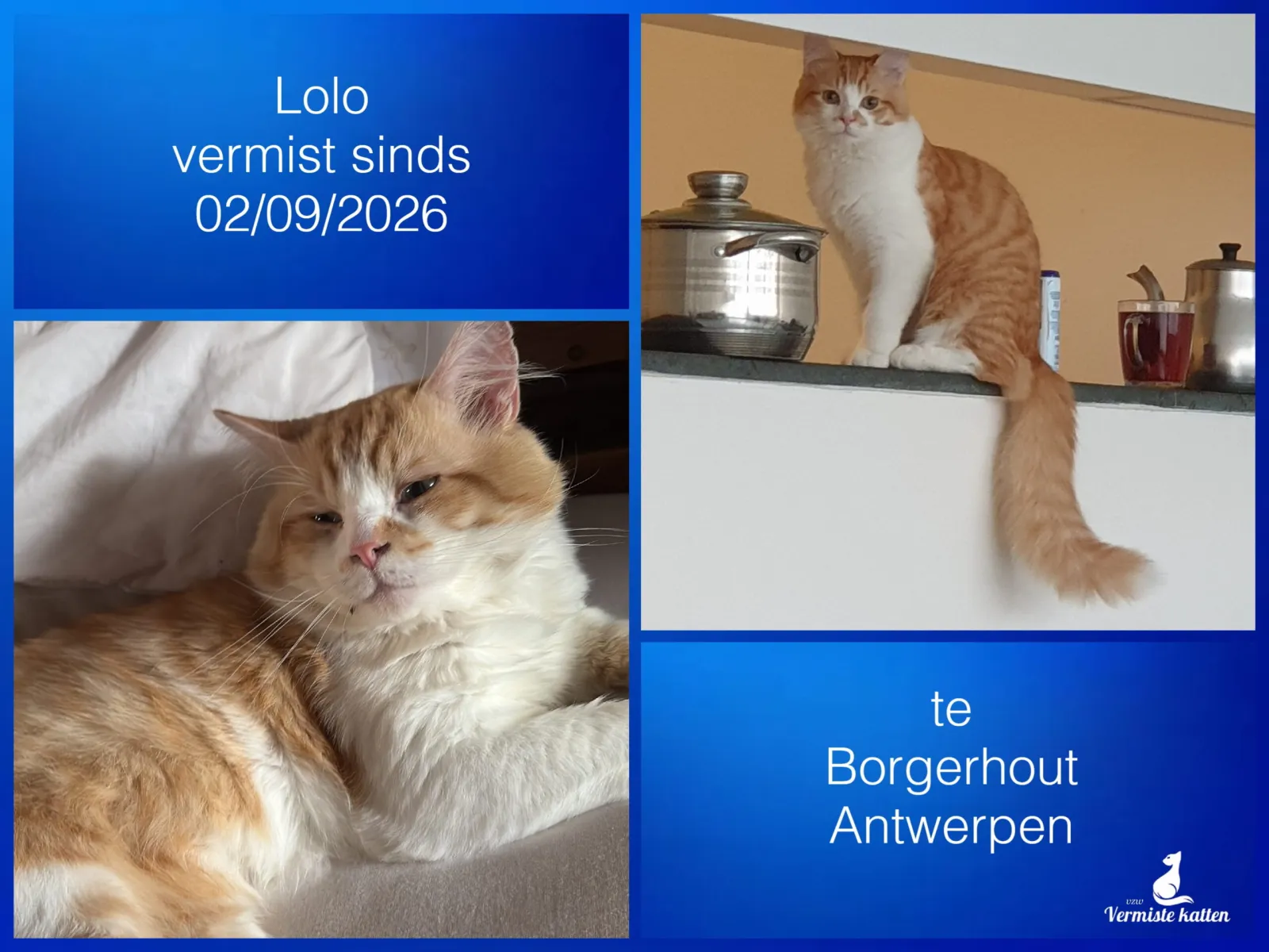 Lolo