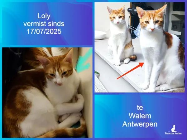 Loly