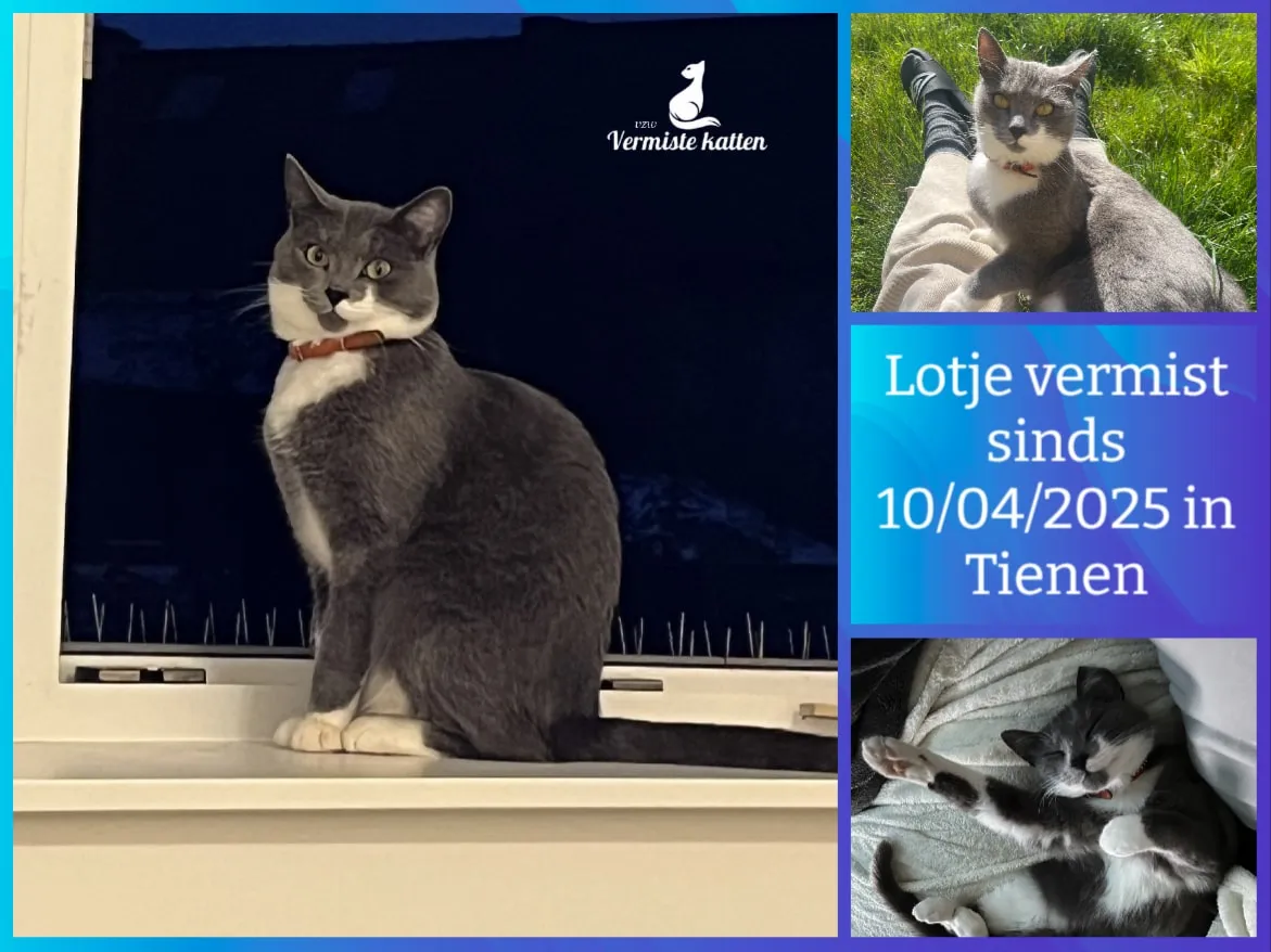 Lotje