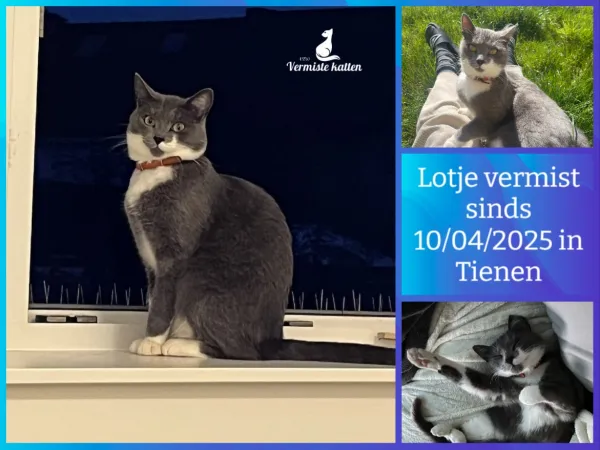 Lotje