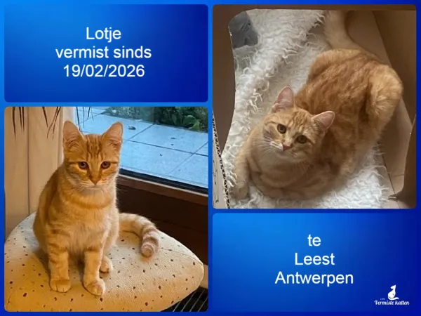 Lotje