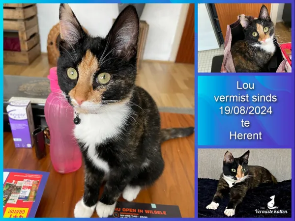 Lou