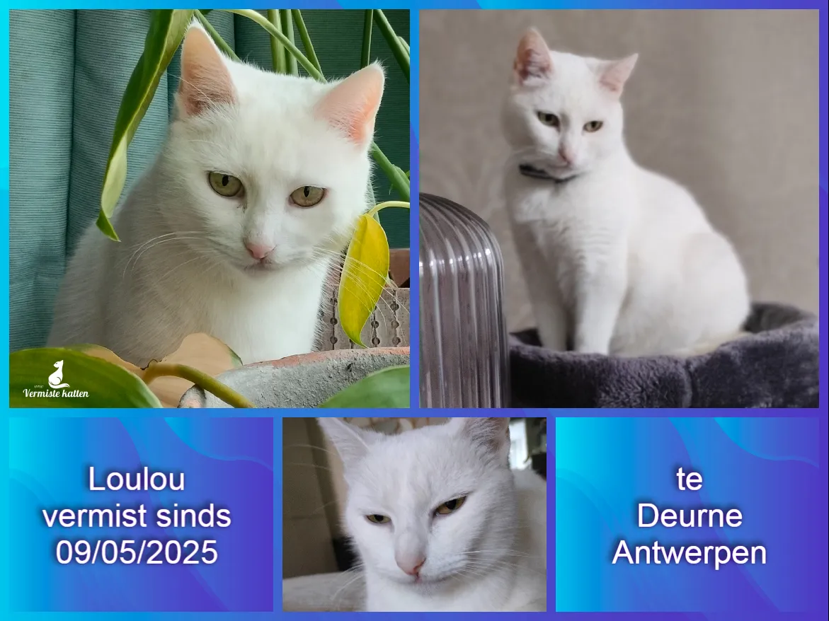 Loulou