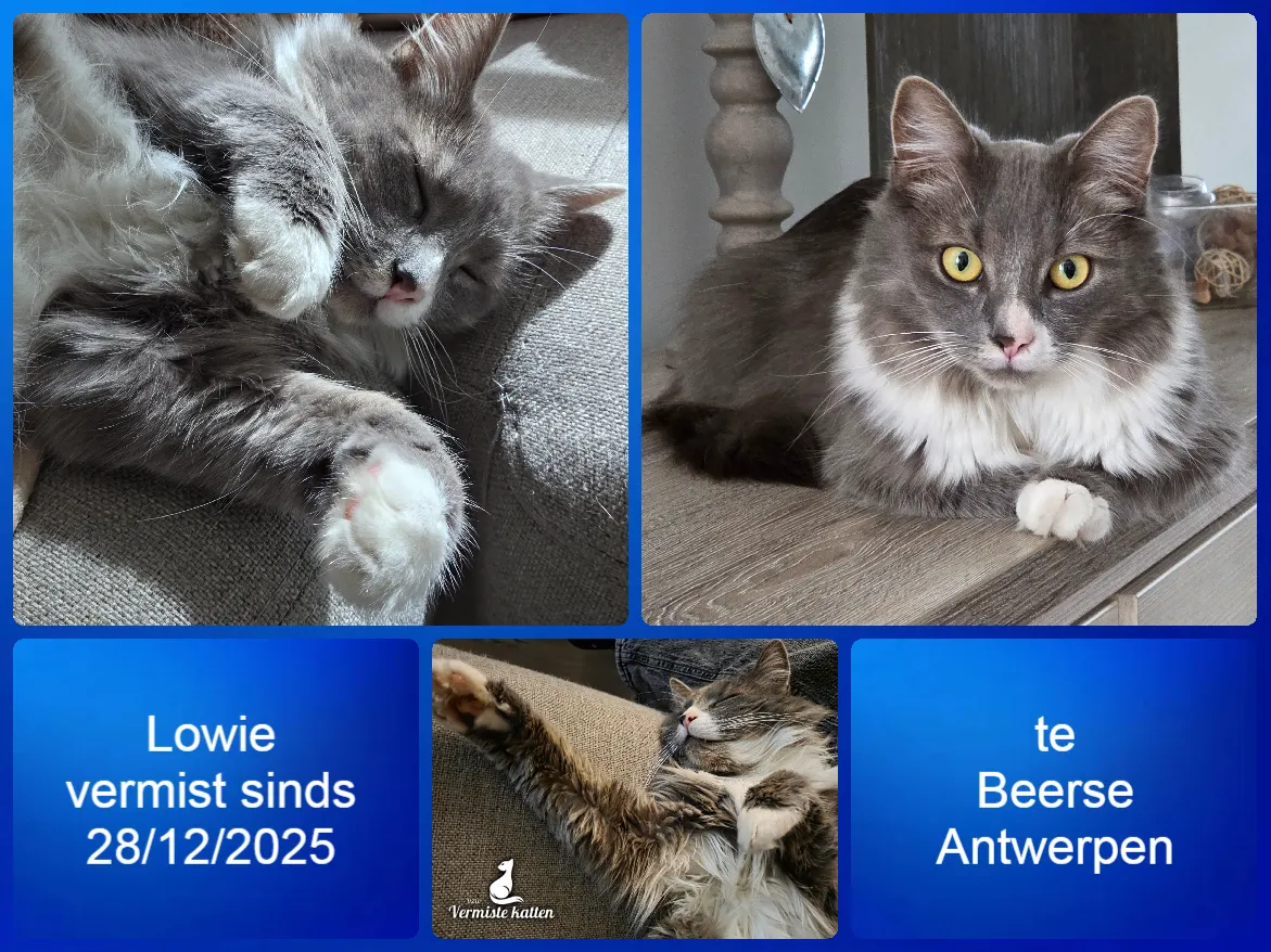 Lowie