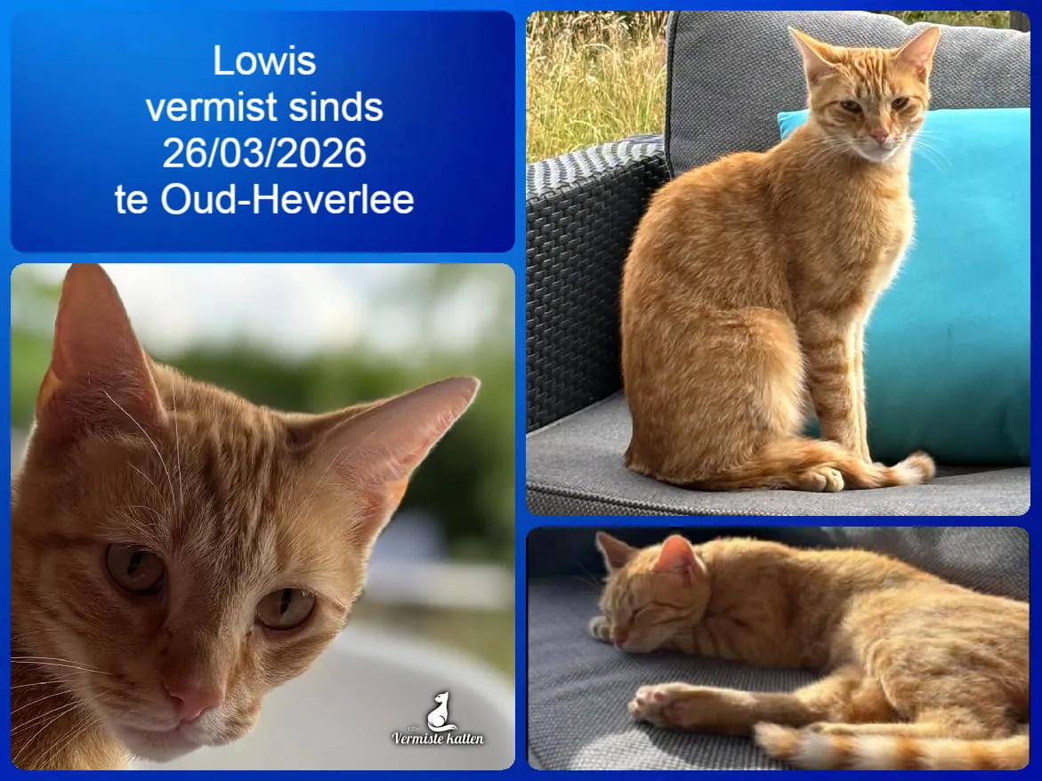 Lowis