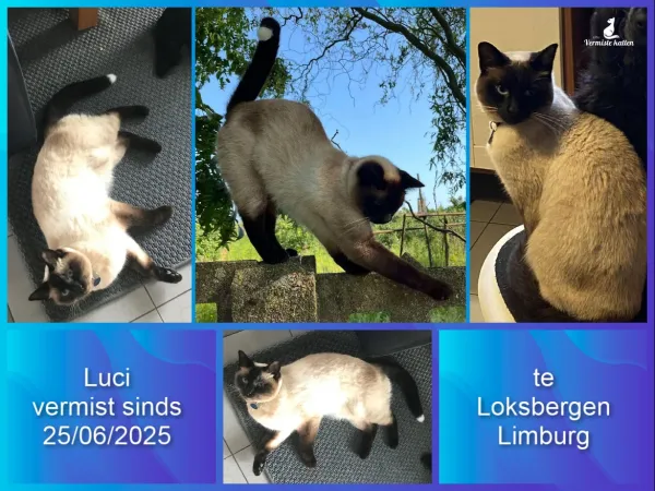 Luci