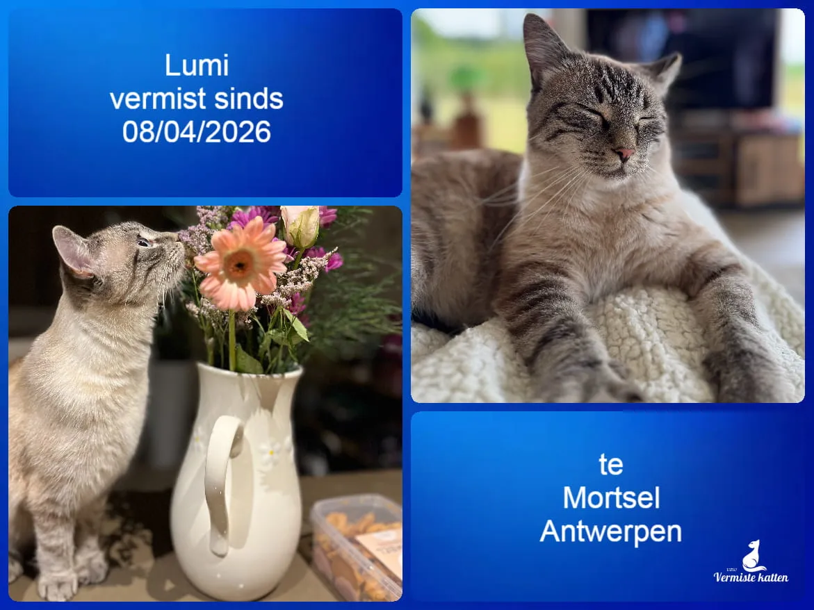 Lumi