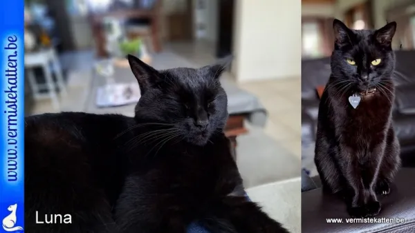Luna