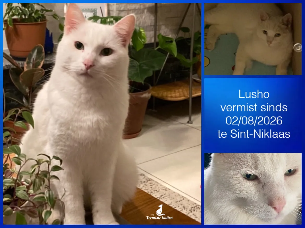 Lusho Junior