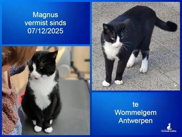 Magnus
