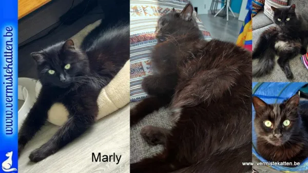 Marly