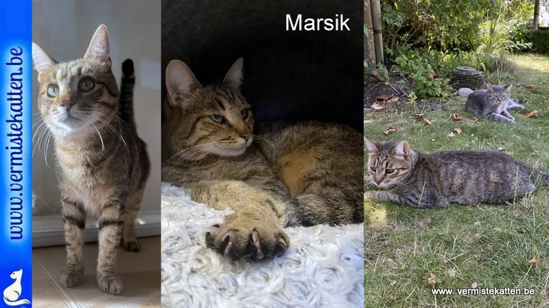 Marsik