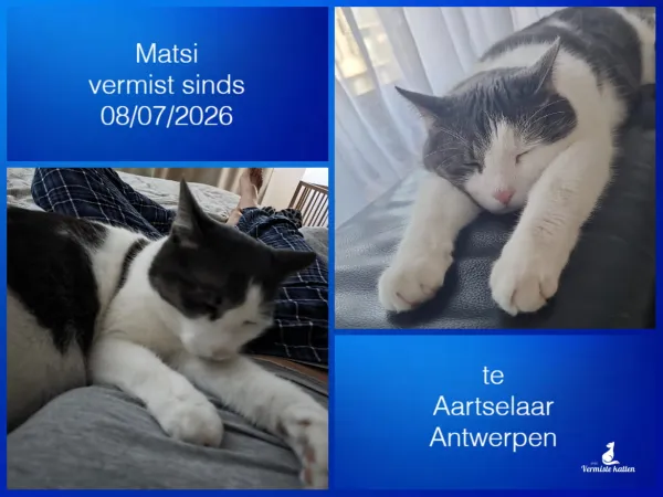 Matsi