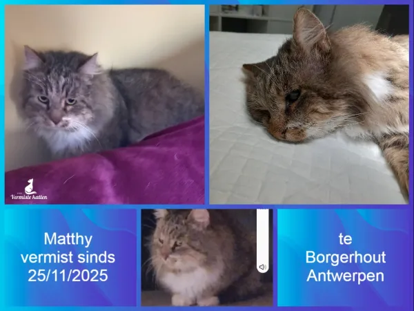 Matthy