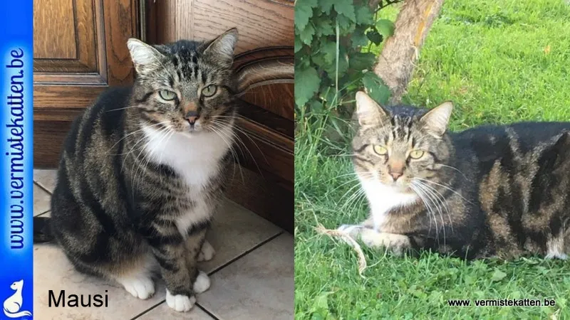 Mausi