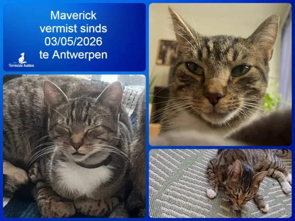 Maverick