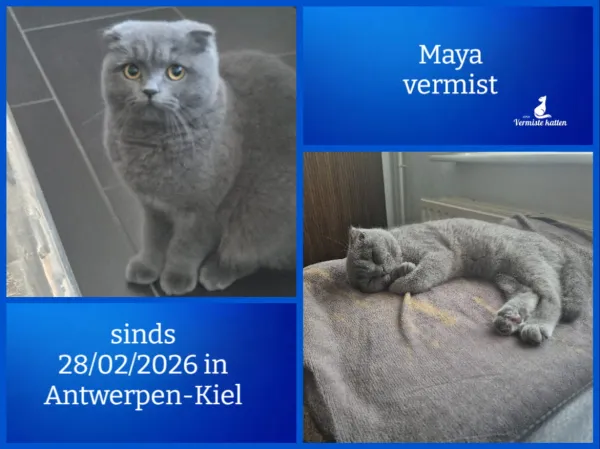 Maya