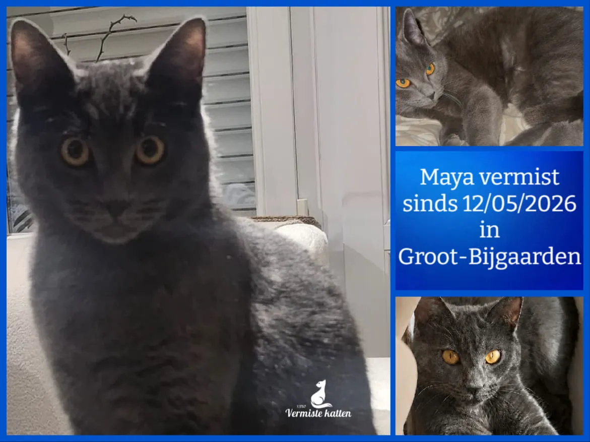 Maya