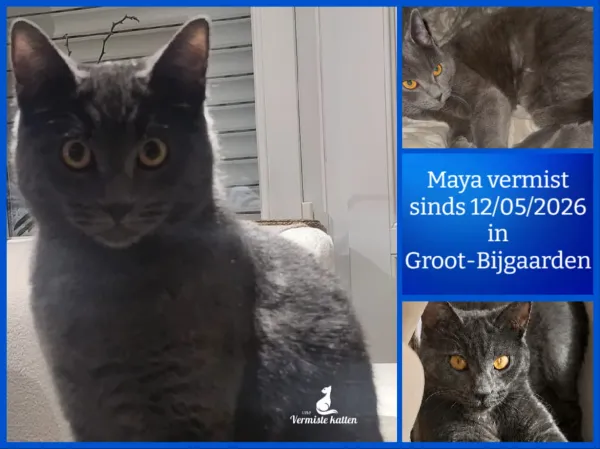 Maya