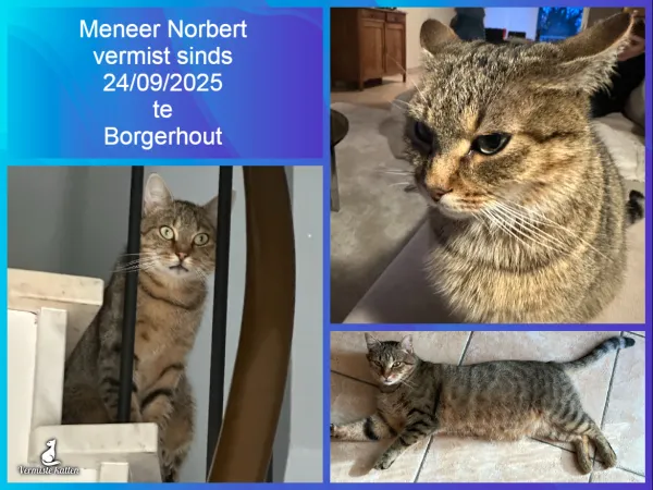 Meneer Norbert
