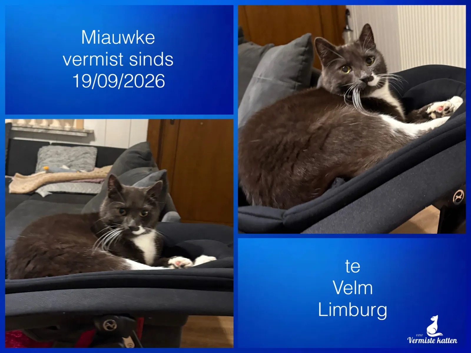 Miauwke