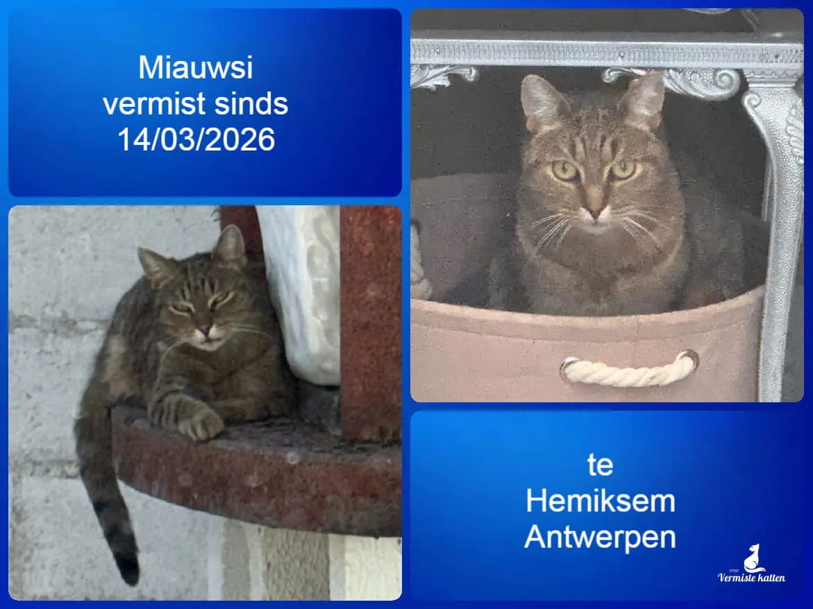 Miauwsi