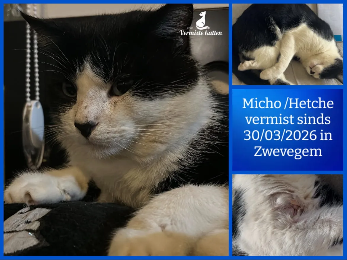 Micho /Hetche