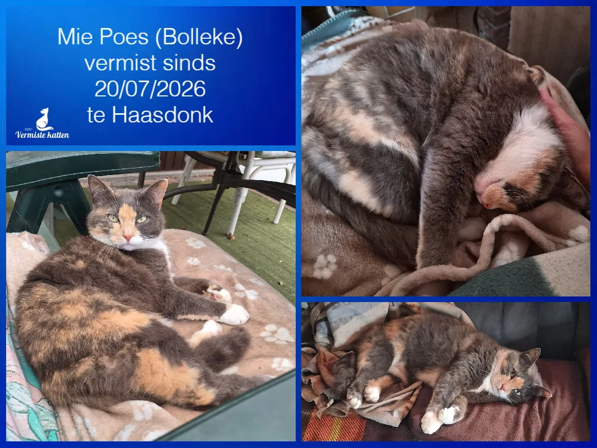 Mie poes/bolleke