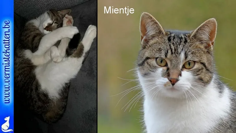 Mientje