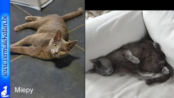 Miepy