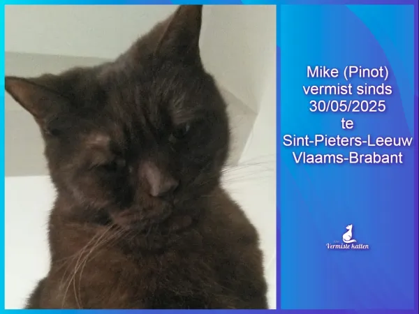 Mike (officieel : Pinot Van de Rozentuin)