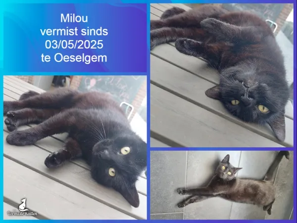 Milou