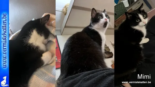 Mimi