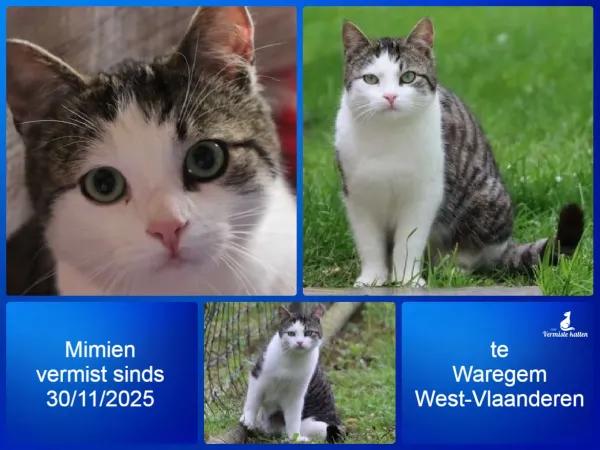 Mimien