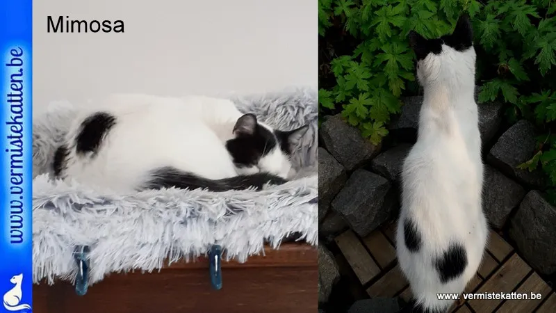 MIMOSA (MIMI)