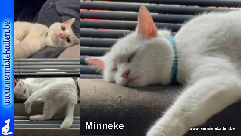 Minneke