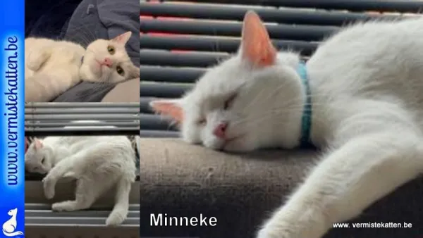 Minneke