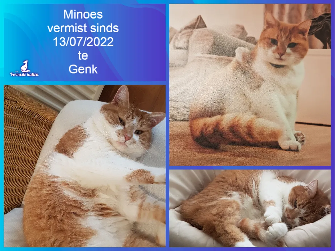 Minoes