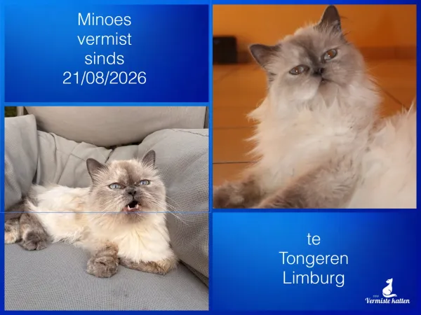 Minoes