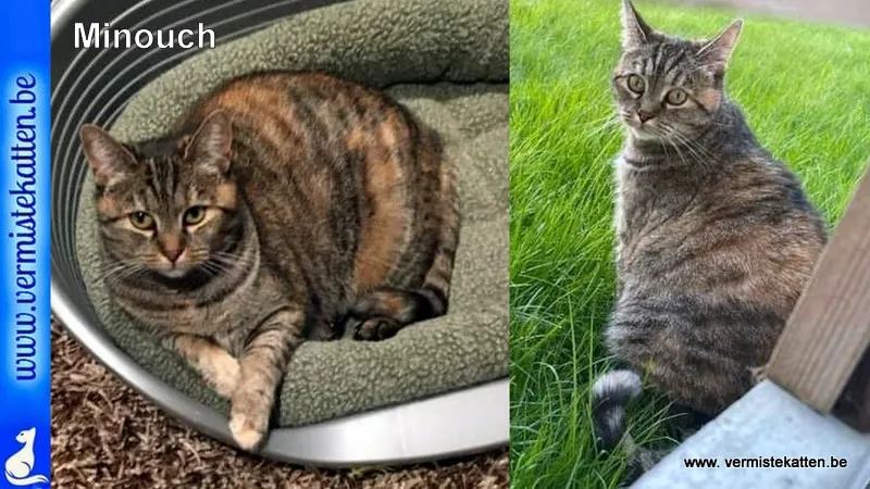 Minouch