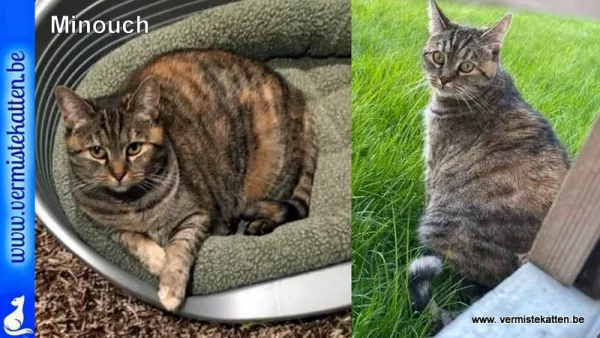 Minouch